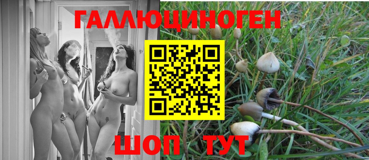 Галлюциногенные грибы Psilocybe Тайшет